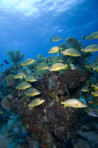 Key Largo Reef